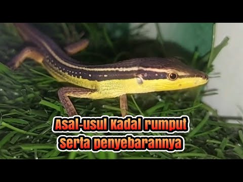 Video: Cicak Rumput Panjang-Tailed