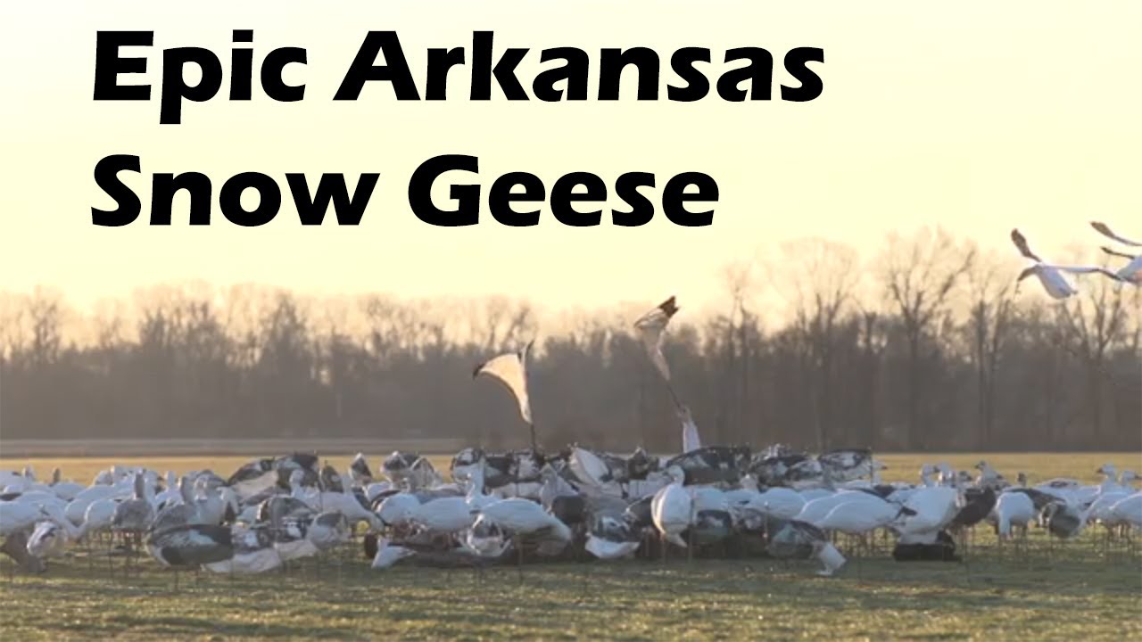 Epic Snow Geese in Arkansas S7 E1 YouTube