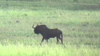 South Africa Black Wildebeest Hunting March 2016 South Africa Black Wildebeest Hunting March 2016