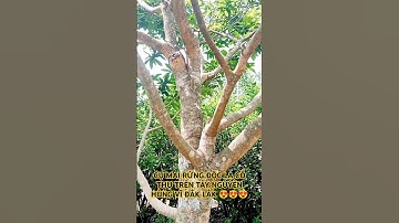 CỤ MAI RỪNG ĐỘC LẠ CỔ THỤ TRÊN TÂY NGUYÊN HÙNG VĨ ĐẮK LẮK.