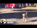 Stray Dog Chases Woman&#39;s Car For Five Blocks Until She Finally Stops | The Dodo