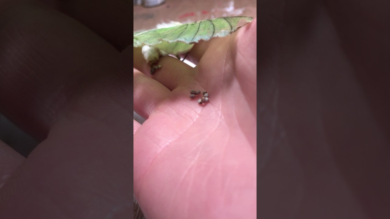 Luna Moth lays eggs in my hand YouTube
