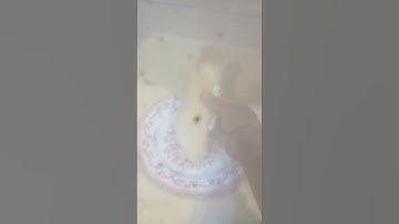 #اقل_من_سعر_الجملة #سورة#فرقان