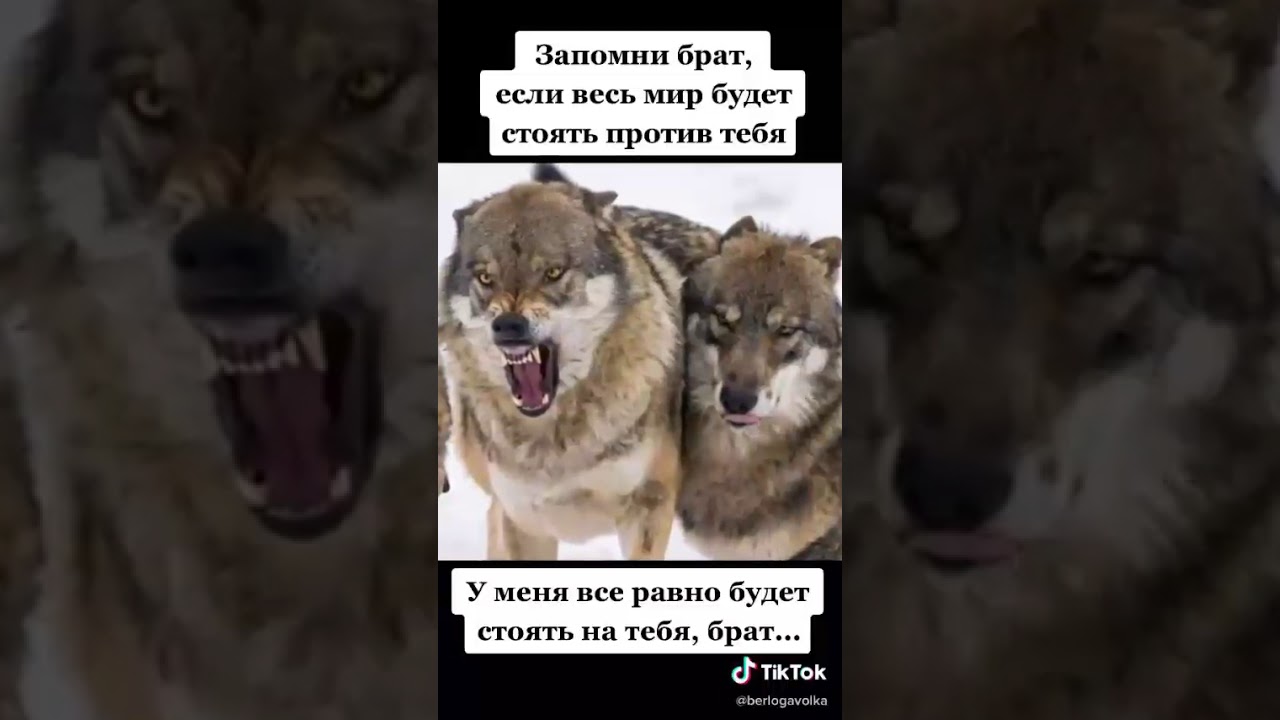 Против братьев не идем. Мемы волк брат. Мемы с волками. Мем волк цитаты запомни брат. Цитаты волка.