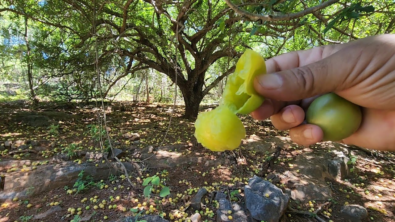 Fartura e abundância de Frutos do umbuzeiro