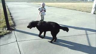 Molly-Doll Video For Lucky Labs Rescue