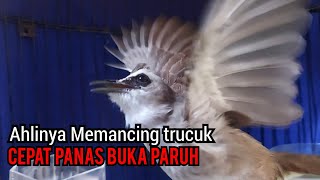 Suara trucukan gacor Garuda tarung Cuk cuk Keras ini Ampuh untuk pancingan Trucukan AGAR BUNYI PANAS