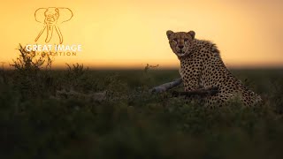 Best African Safari Vacations, Tours, Trips & Luxury Travel 20252026