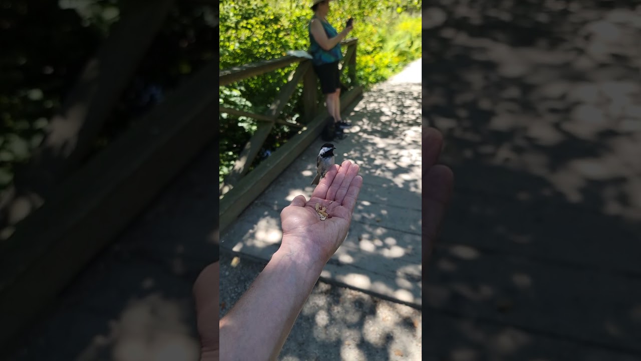 A Little Bird Told Me