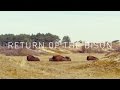 Return of the Bison - herd makes surprising comeback on Dutch coast