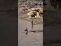 أعظم الأمهات في عالم الحيوان اختاروا يضحوا بنفسهم عشان صغارهم يعيشوا!😱#shorts #animals