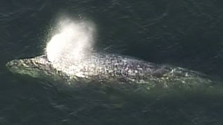 Rare sight: Grey whale wows off Vancouver's Stanley Park