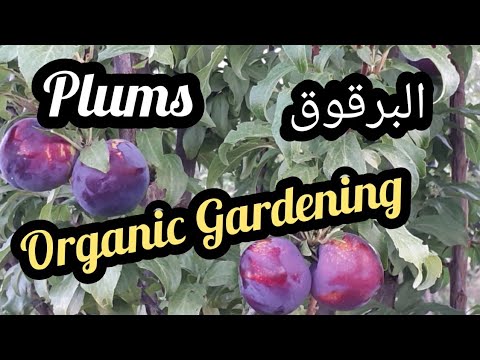 Plum -  البرقوق     vegetable Garden