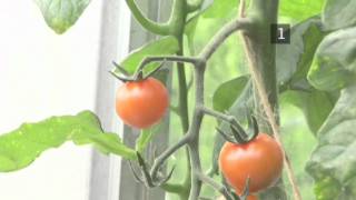 How And When To Pick Tomato Plants