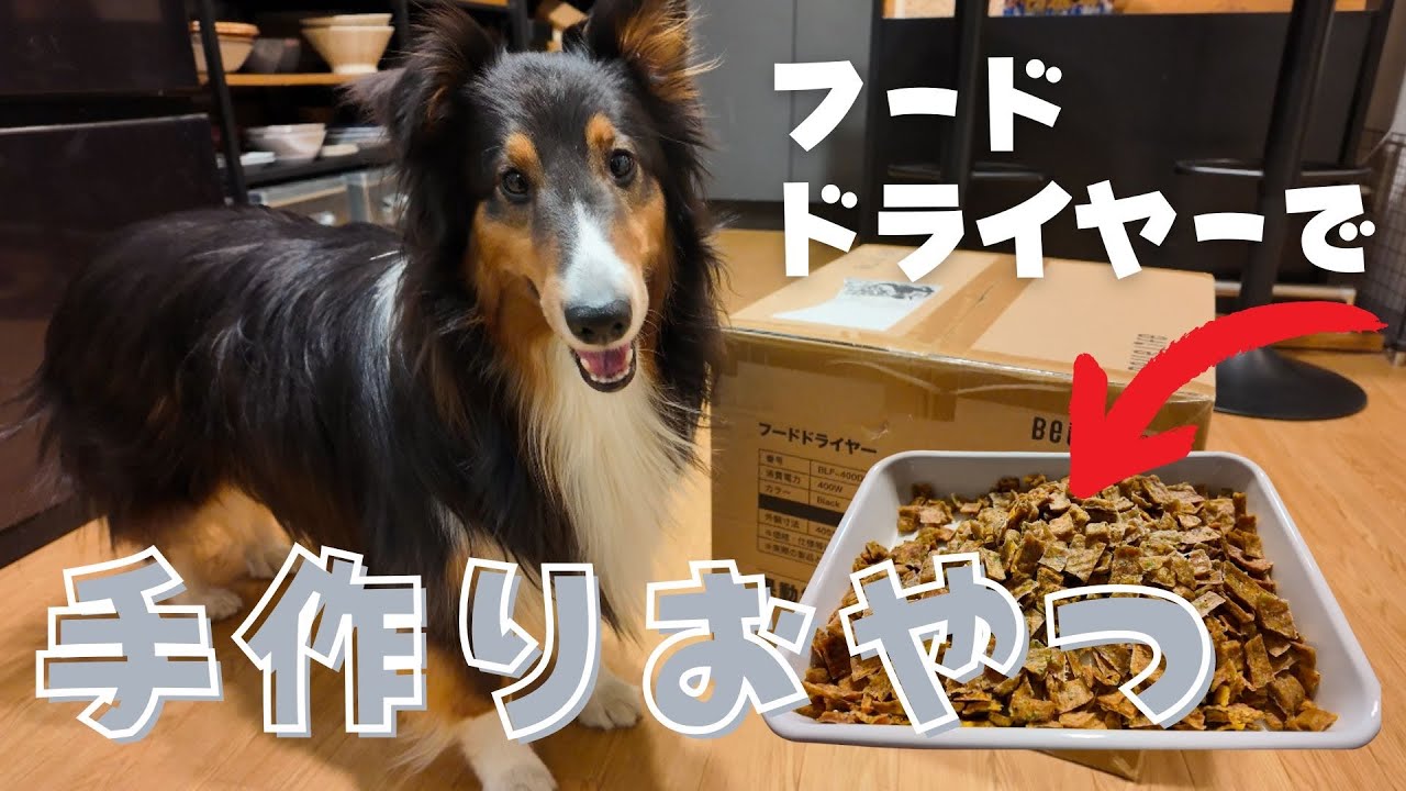 フードドライヤーで手作りおやつ作ってみた！【シェットランドシープドッグ】【シェルティ】【Bellelife】【アラサーOL】