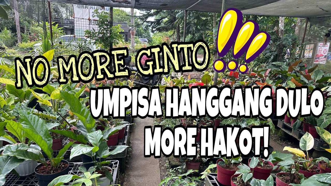 NO MORE GINTO LETS HAKOT NA!