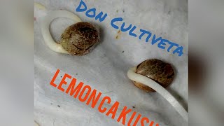 Lemon Ca Kush. Seguimiento Regulares Parte 1 Don Cultiveta
