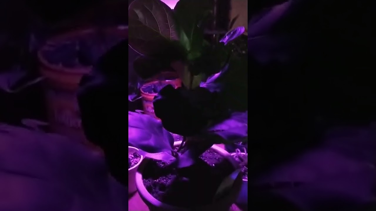 Don't Go Into The Light! Ficus Care! 