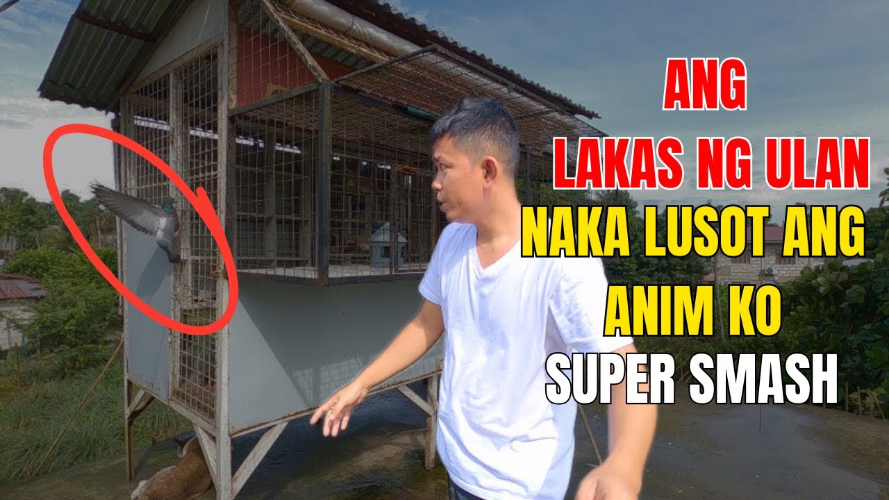 ANG MGA KALAPATING SINAGUPA ANG MALAKAS NA ULAN