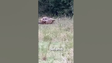 leopard vs python  #viral #animals#leopard#python#shorts