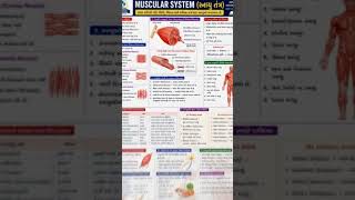 musculoskeletal system