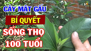 Cây Mật Gấu Nấu Nước Uống Kết Quả CHỮA BỆNH BẤT NGỜ Cả Triệu Người Làm Theo