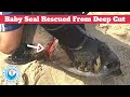 Baby Seal Rescued From Deep Cut