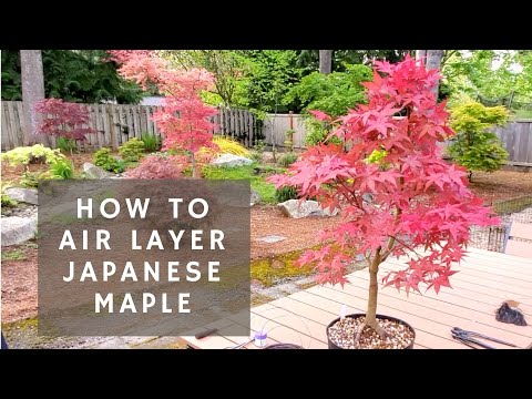 How to Air Layer a Japanese Maple