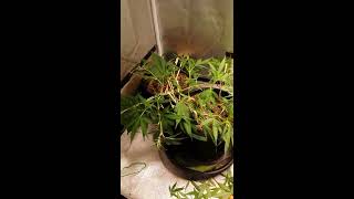 Flower Tent Update