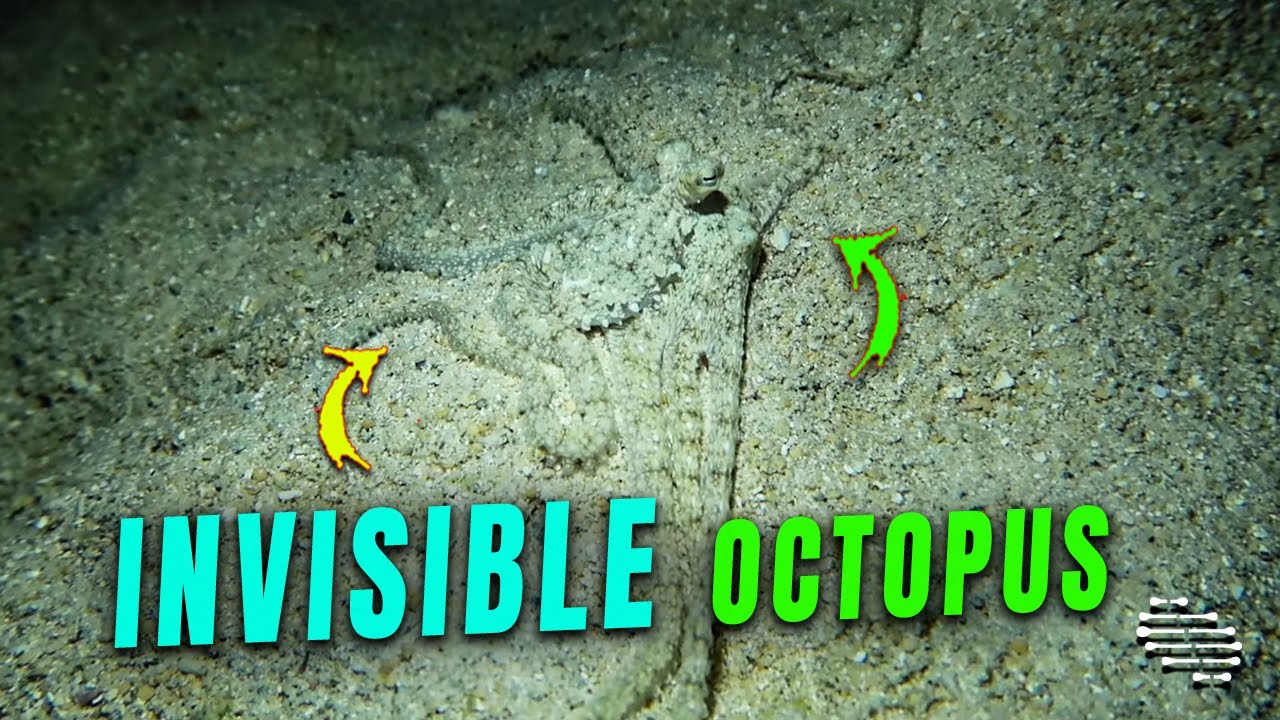 White-v Octopus Becomes Invisible - YouTube