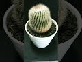 Cactus scopal