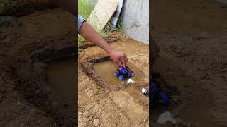 🚗 Swimming Pool Car Experiment | Toy Cars in Water | Kids Learning & Fun
