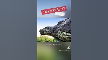 Petrified Giants #education #foryou #tiktok #giant #history #moana #disney #viral #trending