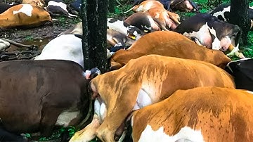 Farmer devastated to discover lightning strike killed 32 of his dairy cows