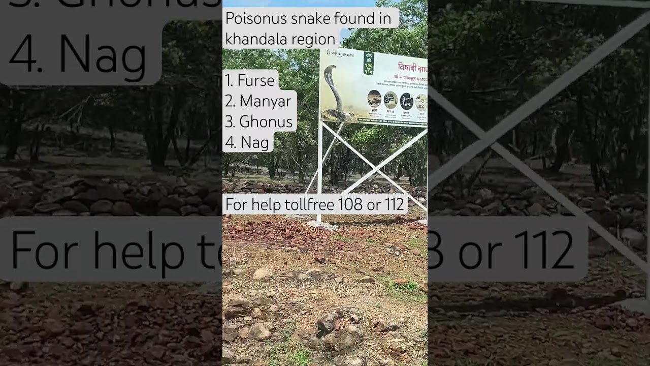 Poisonus snake 