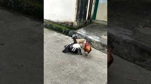 hài hước, cười mỗi ngày , cười xuyên việt , coi là cười , giải trí , xả stress ,