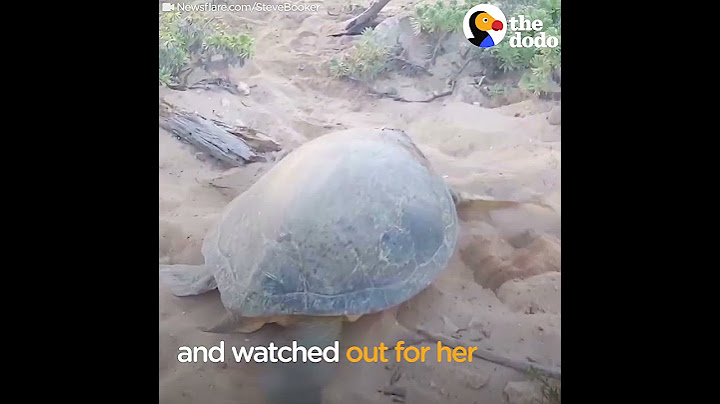 HUGE Sea Turtle Stuck On Back Rescued by Nice Guy | The Dodo