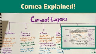 Cornealayers Of Corneanutrition To Cornea