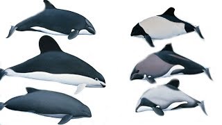 All Porpoises Species  Species List