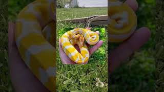 Ball python facts 🐍✨️