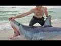 GIANT MAKO SHARK Released From Beach by Shark Fishing Team (LBSF)