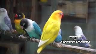 Suara LOVEBIRD Koloni cocok buat pancingan Ngekek dan melatih Mental Paud