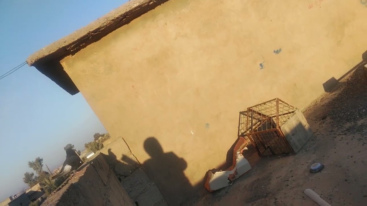 شباب جبت طيور مرعبه احمر🤩👌وباكستاني وبصراوي