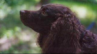 American Water Spaniel / Dog Breed