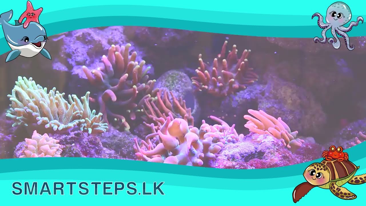 Ruby and Friends Ocean adventure 