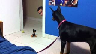 funny scared doberman