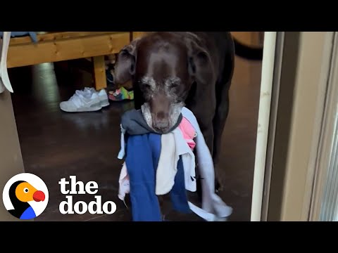 Dog Loves Greeting Mom With Gifts | The Dodo