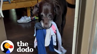Dog Loves Greeting Mom With Gifts | The Dodo