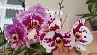 видео: ЗА или ПРОТИВ этого полива ЦВЕТУЩИХ орхидей. СБРОСЯТ цветы или ПРОДЛИМ ЦВЕТЕНИЕ картинка: ЗА или ПРОТИВ этого полива ЦВЕТУЩИХ орхидей. СБРОСЯТ цветы или ПРОДЛИМ ЦВЕТЕНИЕ