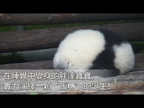 《熊貓早晚安》在睡覺中變身的胖達寶寶，實力演繹一顆“飯糰”的誕生！ | iPanda